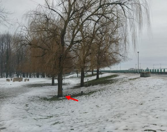 Salcie (01) – Parcul Central din Târgu Jiu