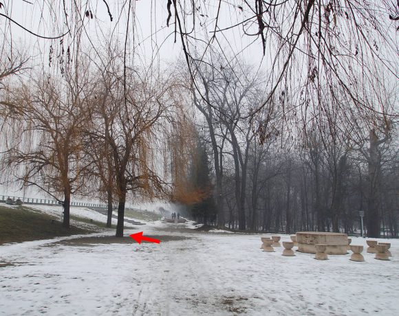 Salcie (03) – Parcul Central din Târgu Jiu
