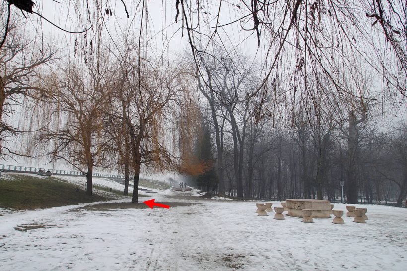 Salcie (03) – Parcul Central din Târgu Jiu