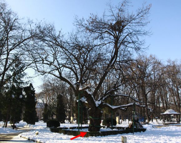 Teiul lui Eminescu – Parcul Copou din Iași